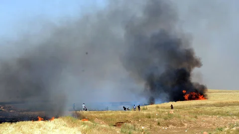 Mardin Nusaybin'de yangın 500 dönüm buğday tarlasını kül etti