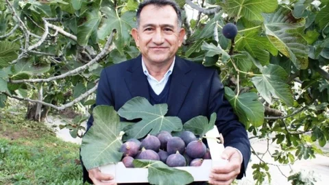 Bursa'da siyah incir ihracatıyla 30 milyon dolar döviz girişi sağlandı.