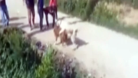 Denizli'de köpek dövüşü yapan kişilere 15 bin TL para cezası kesildi.