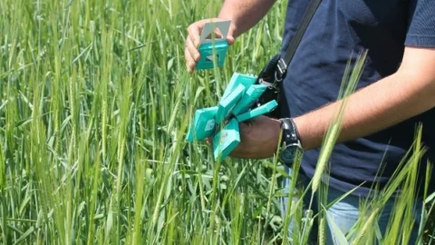 Eskişehir'de süne mücadelesi için parazitoit salımı gerçekleştirildi.