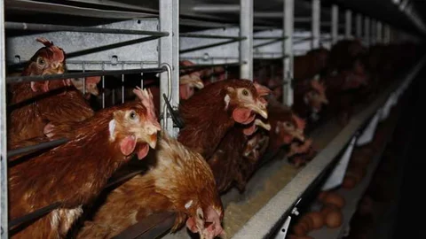 Bursa'da kuş gribi şüphesiyle 120 bin tavuk itlaf edildi