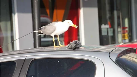 Zonguldak'ta bir martı, güvercini otomobilin üstünde yedi