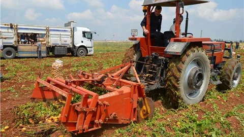 Adana'da cezaevinde hükümlüler 60 ton patates üretti