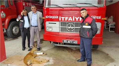 Samsun Havza'da yaralı karaca itfaiye personeli tarafından kurtarıldı