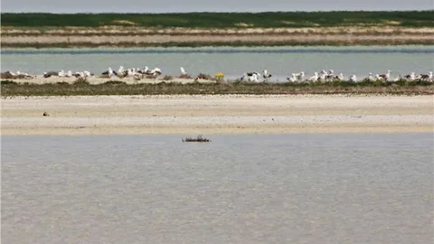 Kırşehir'de Seyfe Gölü'nde çevre koruma çağrısı yapıldı