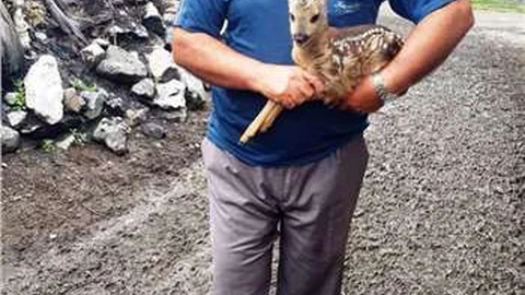 Çorum Kargı'da yavru karaca keçi sürüsünün arasından çıktı