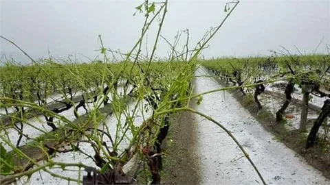 Manisa'da Dolu ve Sağanak Üzüm Bağlarına Zarar Verdi