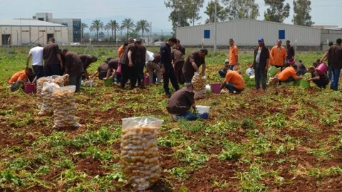 Adana'da Açık Ceza İnfaz Kurumu'nda 60 ton patates üretildi