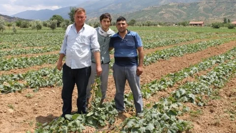 Ödemiş'te Salatalık Verimi Düşüyor