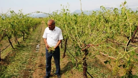 Sarıgöl'de dolu afetinin etkileri hissediliyor