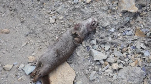 Tunceli-Pülümür yolunda su samuru kaza kurbanı oldu