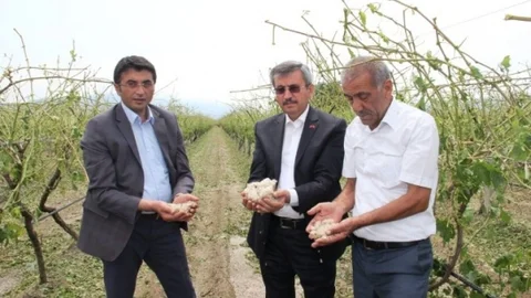 Manisa'da dolu yağışı üzüm bağlarını vurdu