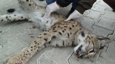 Isparta'da koruma altındaki Avrasya Vaşağı hareketsiz halde bulundu