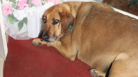 Rize'de Şakira isimli sokak köpeği, esnafın sevgisiyle sosyal medyada da fenomen haline geldi.