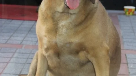 Rize'de Şakira isimli sokak köpeği, sosyal medya ve şehirde büyük ilgi görüyor.