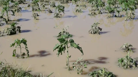 Aksaray'da Sel ve Dolu Tarım Arazilerini Vurdu