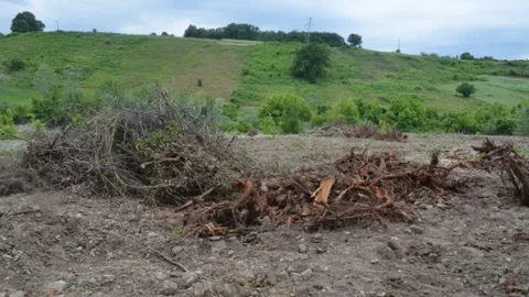 Sinop'ta ağaç kesimine karşı çıkan köylüler tepkili