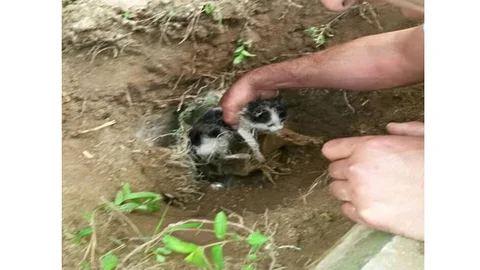 Denizli'de yağmur suyu borusuna sıkışan bir kedi kurtarıldı