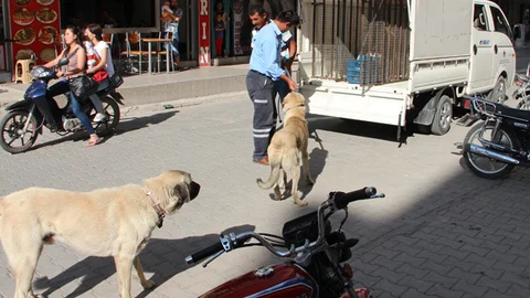 Mersin'de başıboş sokak köpekleri, vatandaşların şikayetleri üzerine toplanıyor.