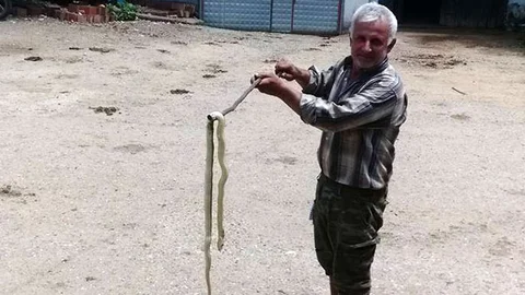 Çanakkale Biga'da yılan paniği!