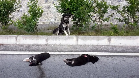 Sinop’ta bir anne köpek, trafik kazasında ölen yavrularının başından saatlerce ayrılmadı.