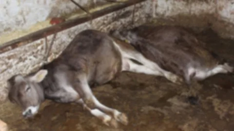 Kırşehir'de yıldırım düşmesi sonucu mandırada 15 büyükbaş hayvan telef oldu