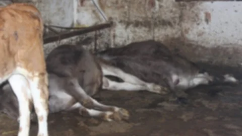 Kırşehir'de yıldırım düşmesi sonucu 15 büyükbaş hayvan telef oldu