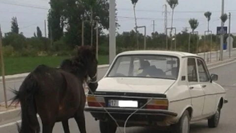 Çanakkale'de otomobilin arkasına bağlı at dikkat çekti