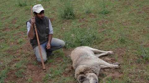 Eskişehir'de hayvanlara yönelik zehirleme iddiaları artıyor