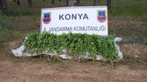 Beyşehir'de kenevir operasyonu