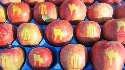 Çanakkale'de Logolu Elma Projesi sürüyor