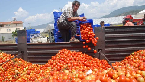 Fethiye'de domatesin fiyatı düşmeye devam ediyor