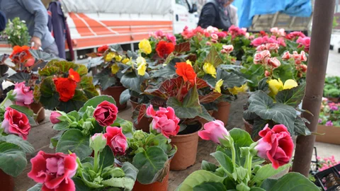 Bilecik'te vatandaşların tercihi Horoz İbiği çiçeği