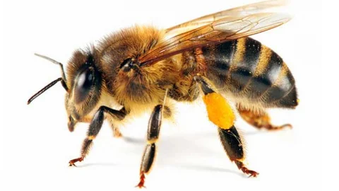 Dünya Arı Günü’nde arıların önemi vurgulandı