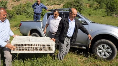 Gümüşhane'de keklikler doğaya salındı