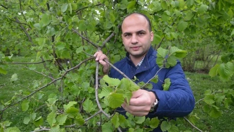 Fatsa'da Fındık Küllenme Hastalığı Tehdidi Var
