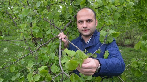 Fatsa'da fındık küllenme hastalığıyla karşı karşıya.