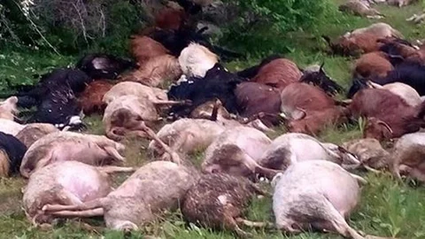 Balıkesir Dursunbey'de yıldırım düşmesi sonucu 45 küçükbaş hayvan telef oldu.