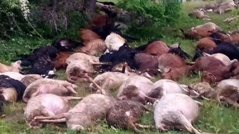Balıkesir Dursunbey'de yıldırım düşmesi sonucu 45 küçükbaş hayvan telef oldu.