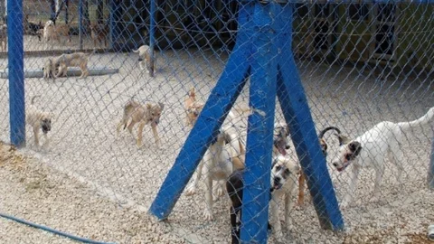 Gelibolu'da hayvan barınağına yeni bir klinik kazandırıldı