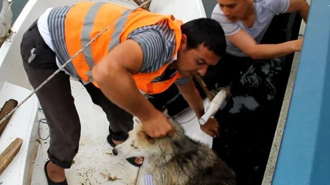 Samsun'da göle düşen sokak köpeği kurtarıldı