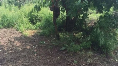 Bursa'da yavru ayı kiraz ağacına sıkıştı, belediye ekipleri kurtardı.