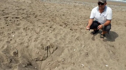 Manavgat'ta Caretta Carettalar Yuvalamaya Başladı
