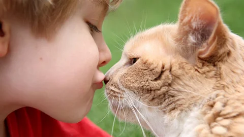Küçük yaşta kedi besleyen çocuklar akıl hastalığı riski taşıyor