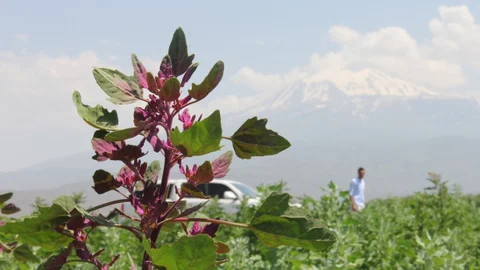 Iğdır'da kinoa hasadı yapıldı