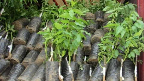 Sivas'ta fidan ve fide dağıtımı tamamlandı