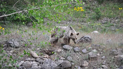 Tunceli'de yaban ayıları yiyecek aradı