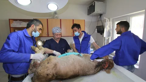 Bayburt'ta buzağıya fıtık ameliyatı yapıldı