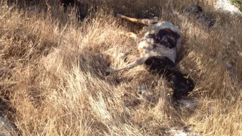 Adıyaman'da kurt saldırısı sonucu 22 koyun hayatını kaybetti