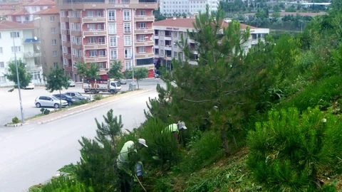 Bilecik'te yabani ot temizleme çalışmaları sürüyor